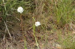 Image of Sphenotoma gracilis (R. Br.) Sweet