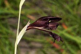 Image of Gladiolus atropurpureus Baker