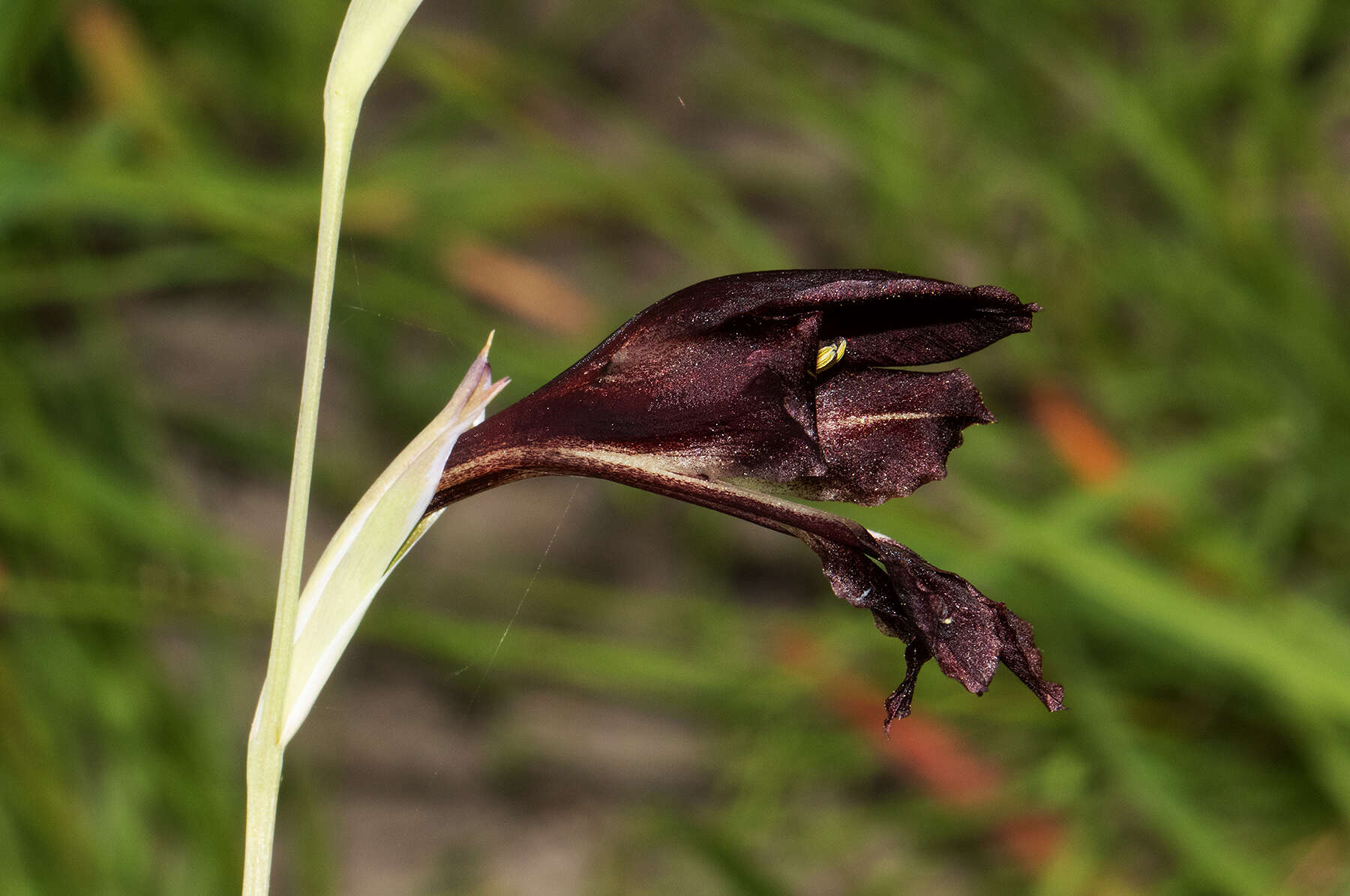 Image of Gladiolus atropurpureus Baker