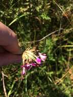 Image of Dianthus membranaceus Borbás