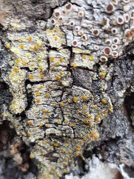 Image of orange lichen