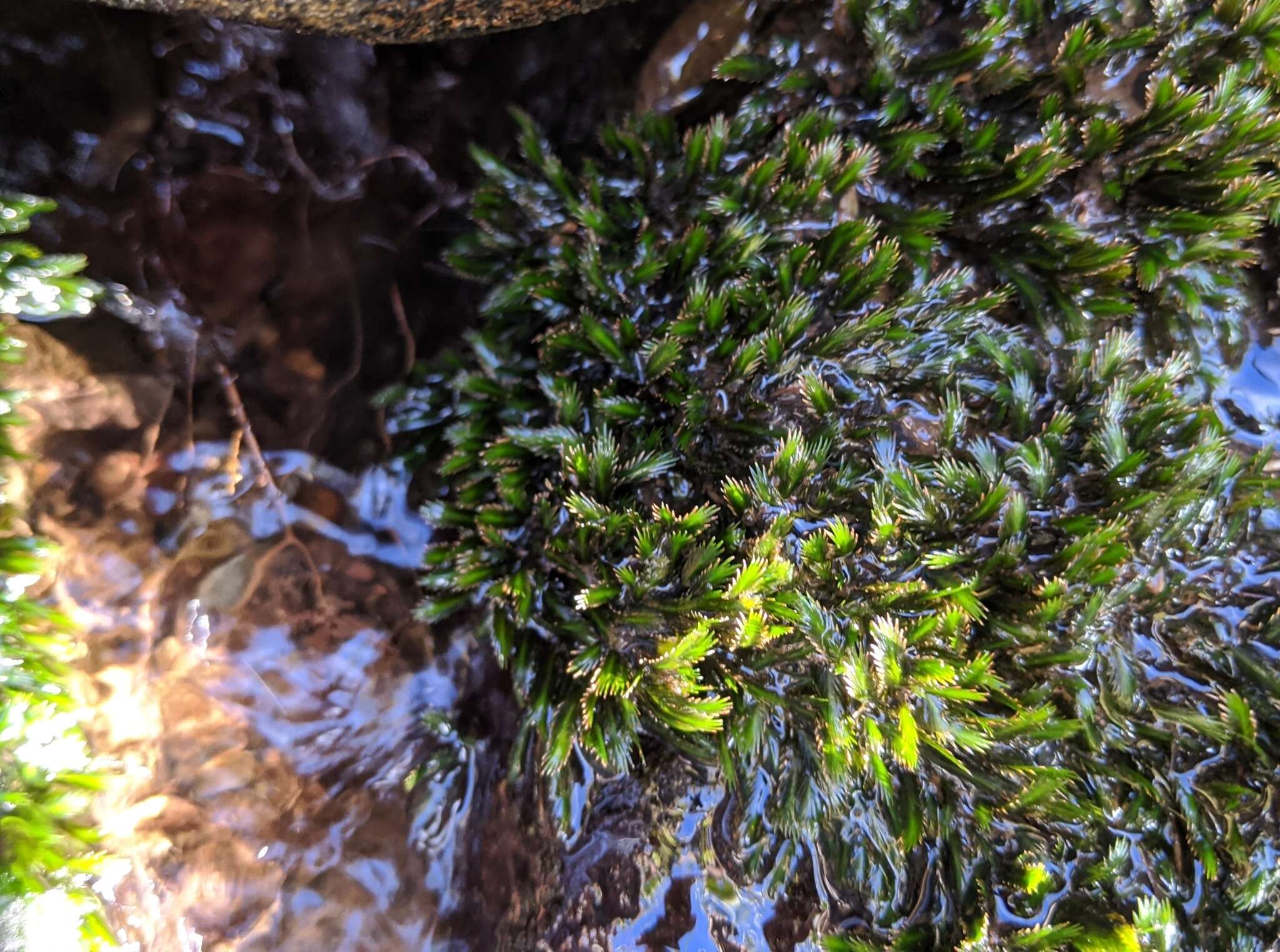 Image of largeleaf fissidens moss