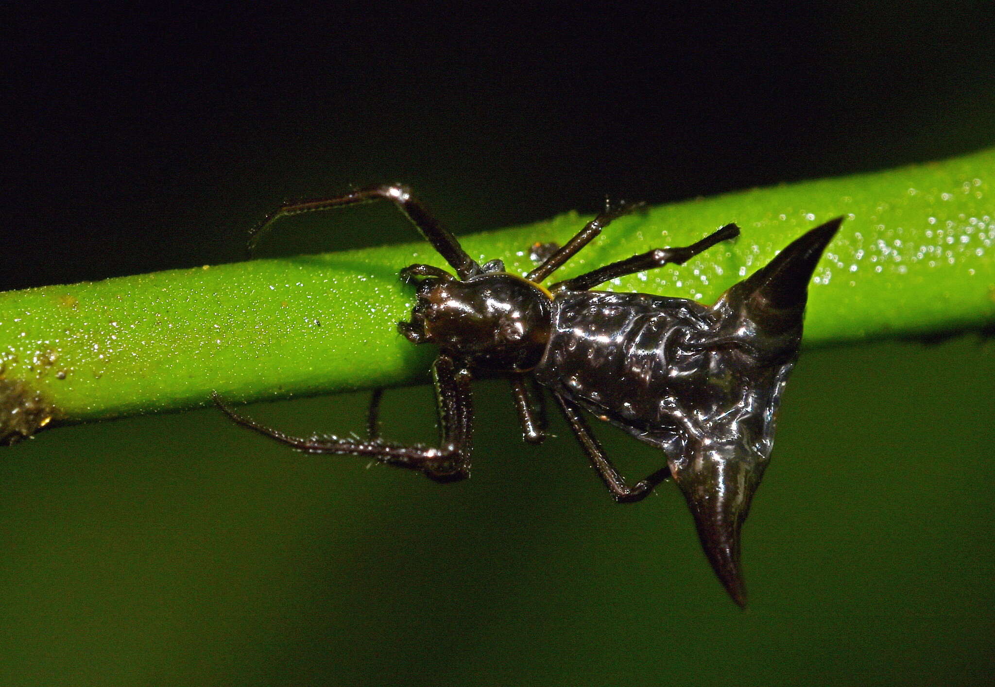 صورة Micrathena pilaton Levi 1985