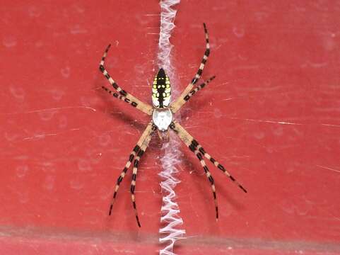 Image of Black-and-Yellow Argiope