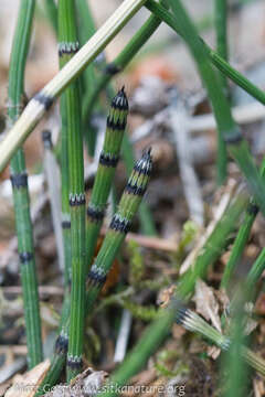 Image of variegated horsetail