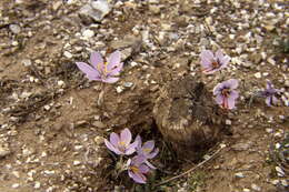 Image de Crocus cartwrightianus Herb.