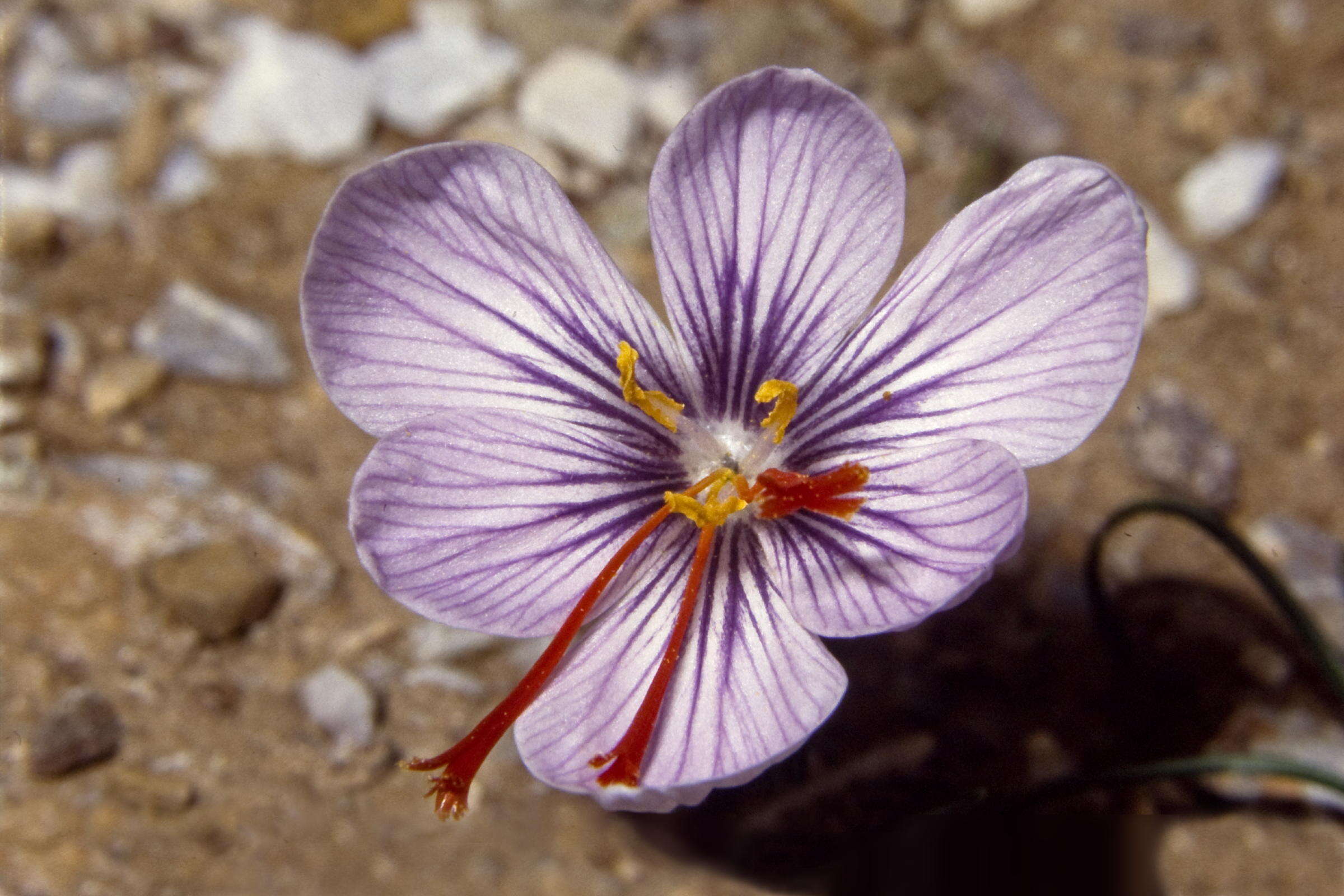 Image de Crocus cartwrightianus Herb.