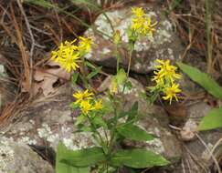 Imagem de Oreochrysum parryi (A. Gray) Rydb.