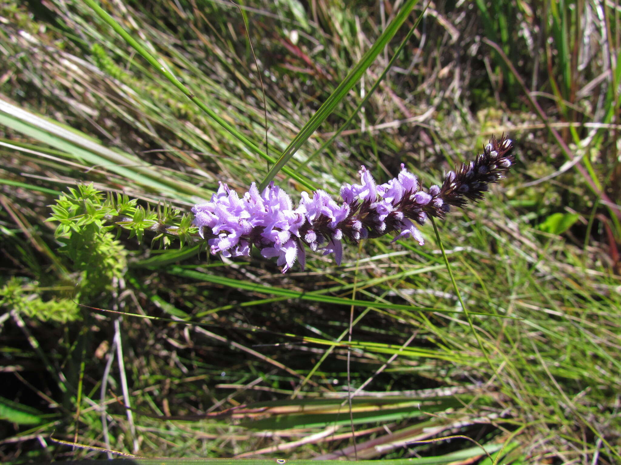 Image de Cunila galioides Benth.