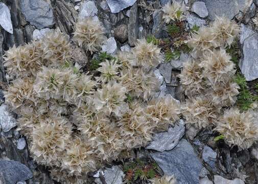 Image of Paronychia capitata (L.) Lam.