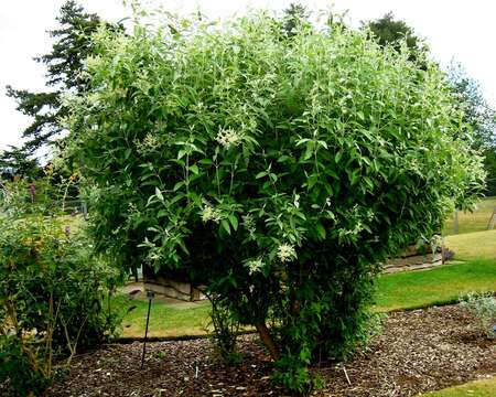 Image of Buddleja cordata Kunth