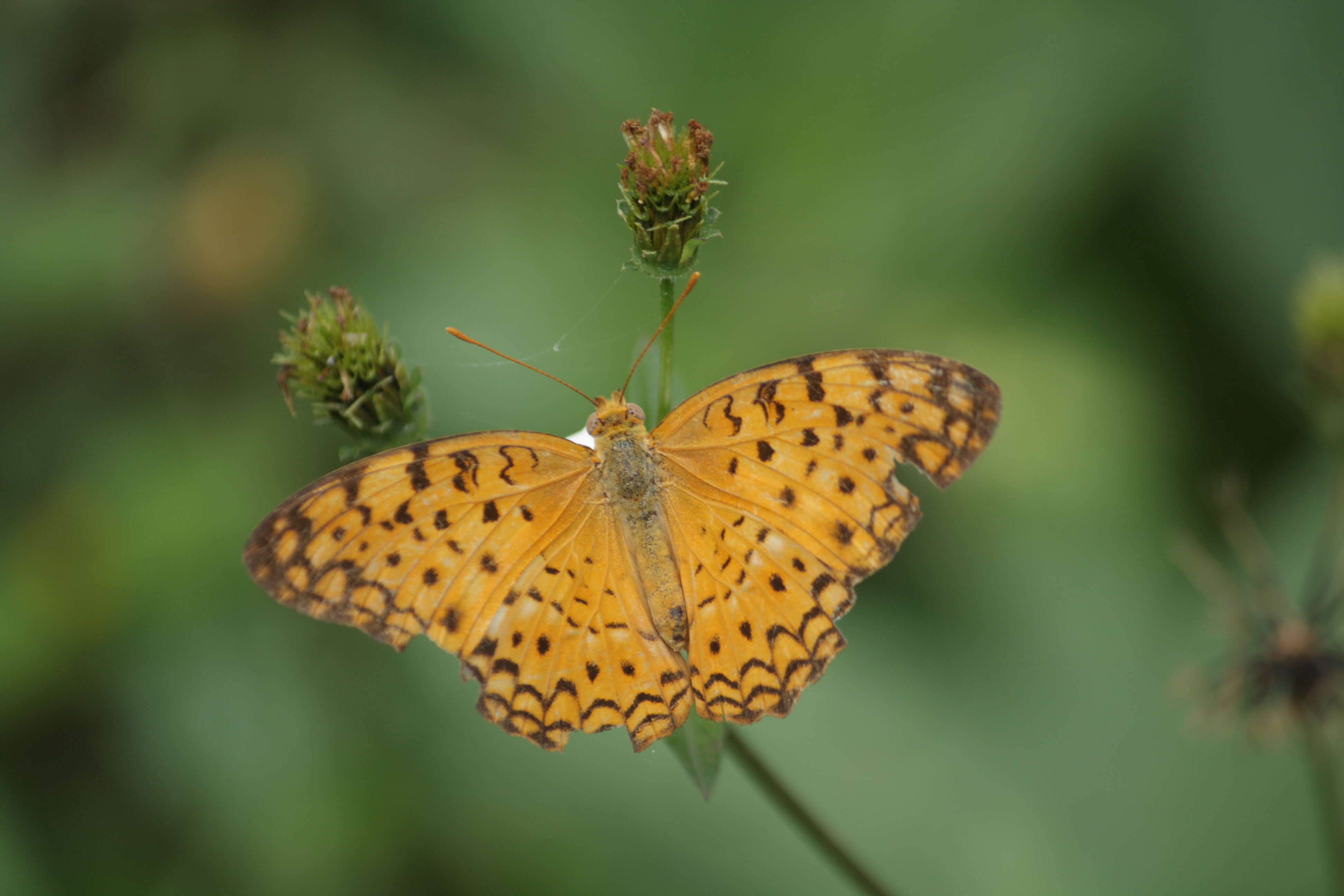 Image of Common Leopard