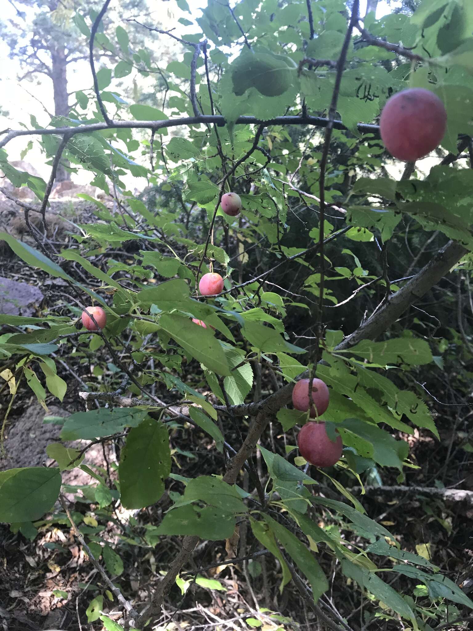 Image of American Plum