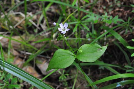 Image of Siberian springbeauty