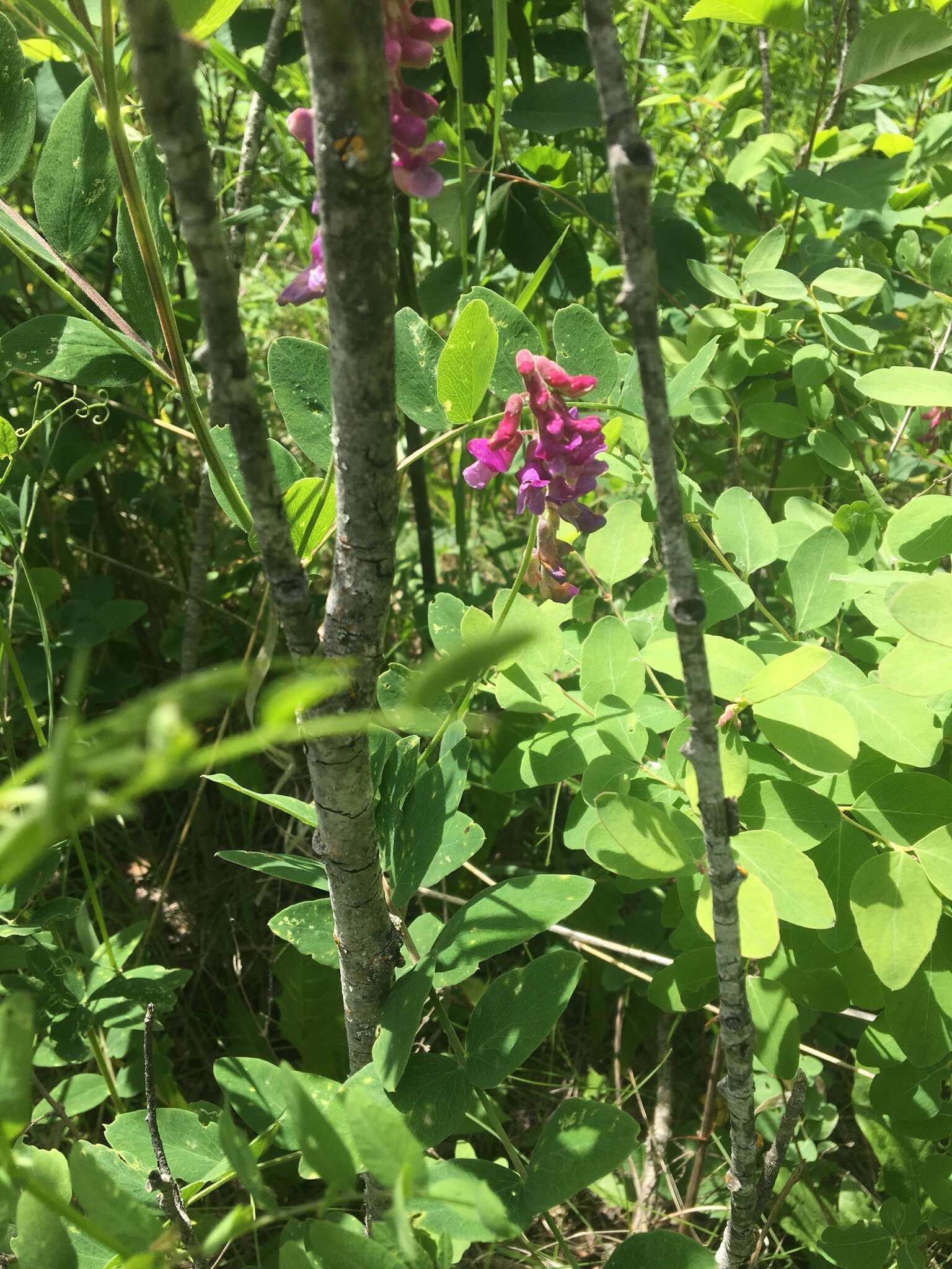 Imagem de Lathyrus venosus Willd.