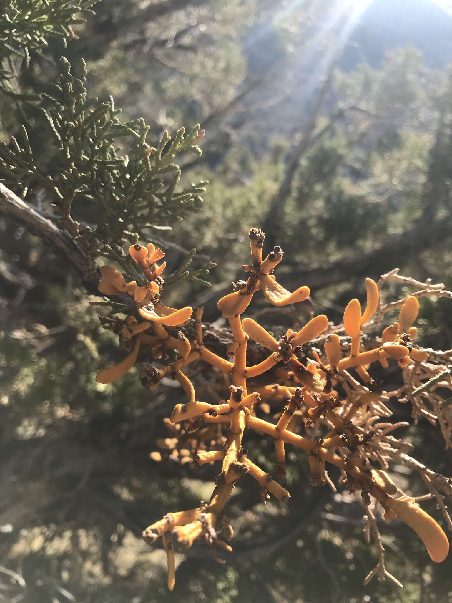 Image of dense mistletoe