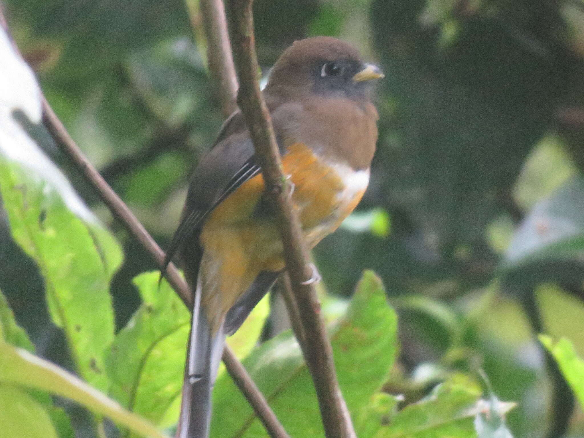 Trogon collaris aurantiiventris Gould 1856的圖片