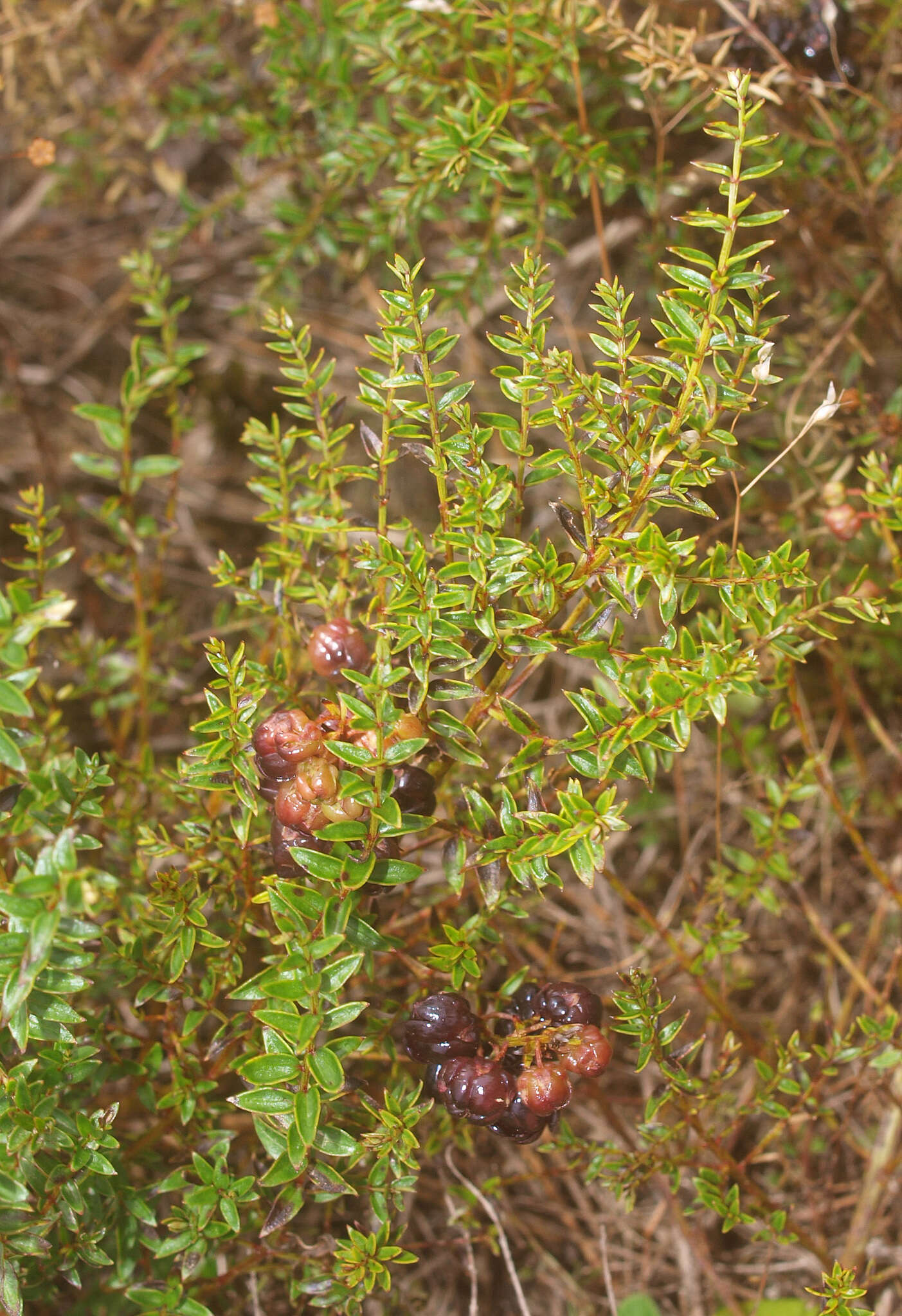 Sivun Coriaria plumosa W. R. B. Oliv. kuva