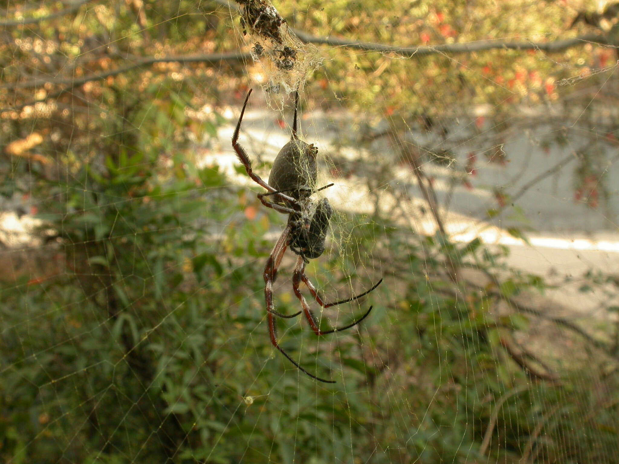 صورة Trichonephila edulis (Labillardière 1799)