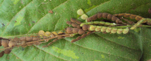 Image of Desmodium gangeticum (L.) DC.