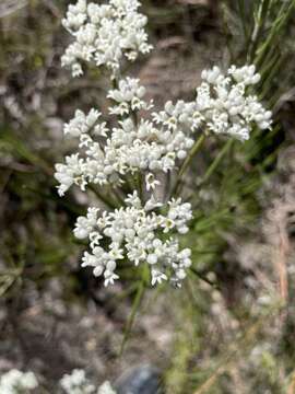 Image of Conospermum mitchellii Meissn.