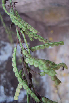 Image of Desmodium gangeticum (L.) DC.