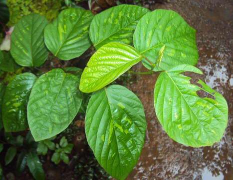 Image of Desmodium gangeticum (L.) DC.