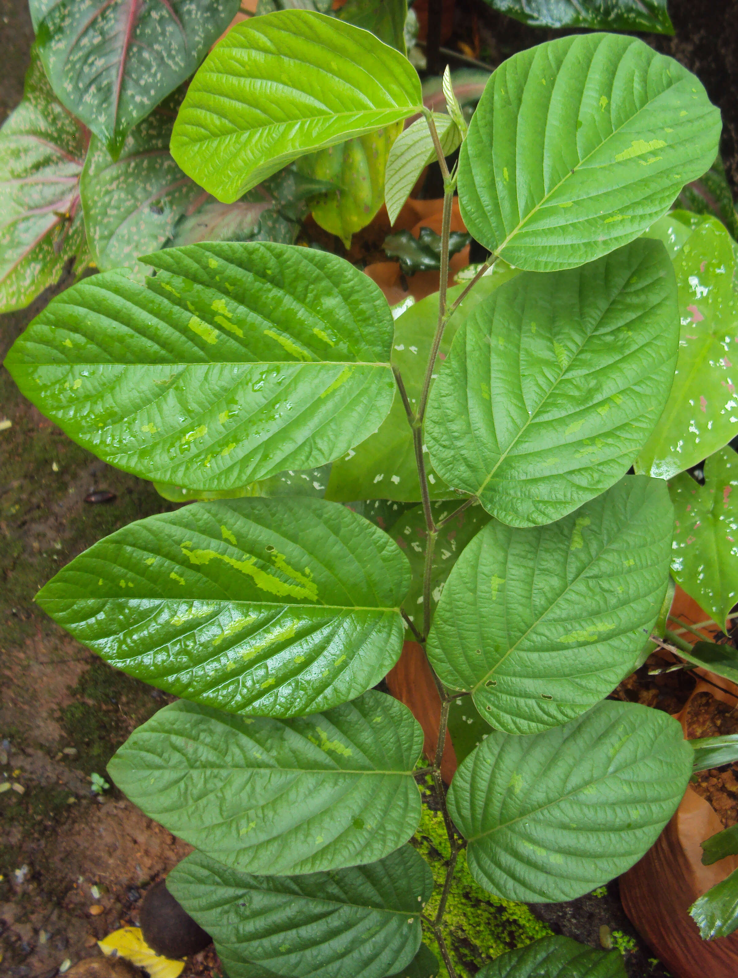 Image of Desmodium gangeticum (L.) DC.