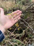 Image of water locust