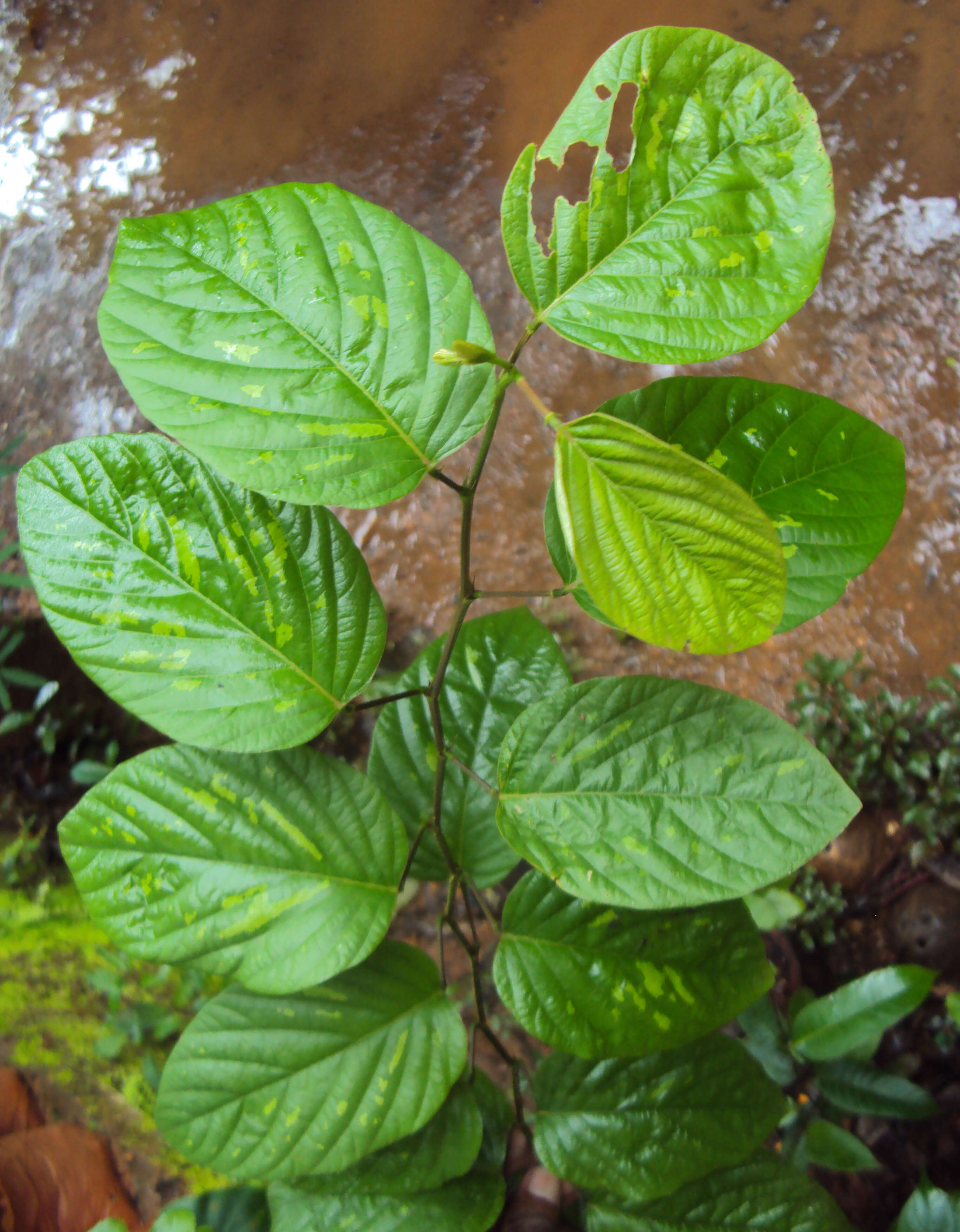 Image of Desmodium gangeticum (L.) DC.