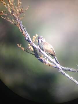 Image of Five-striped Sparrow