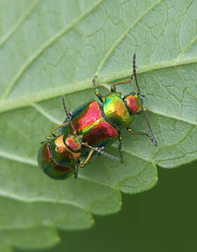 Imagem de Chrysolina fastuosa