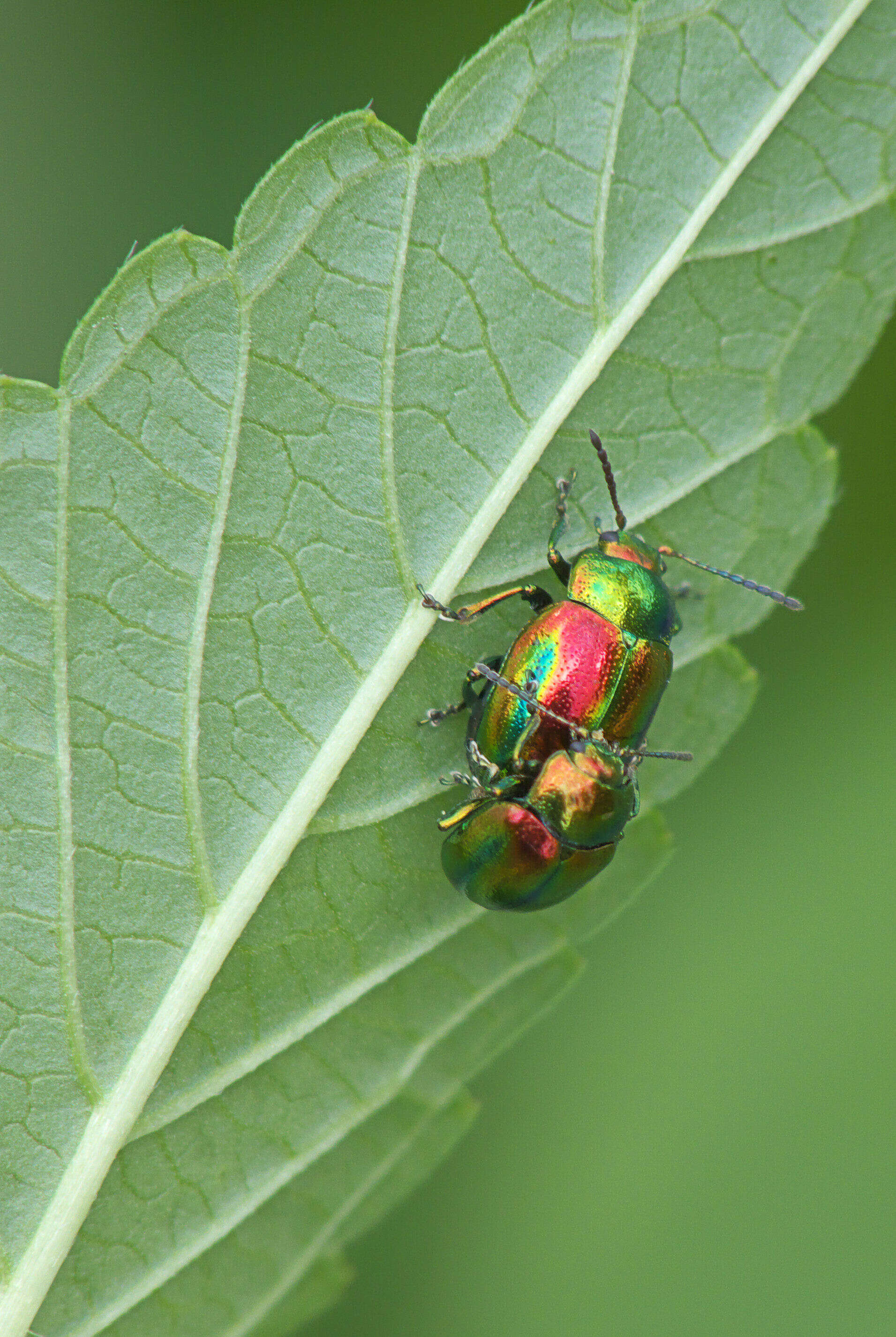 Image of Chrysolina fastuosa