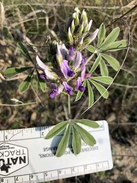 Imagem de Psoralea latestipulata var. appressa Ockendon