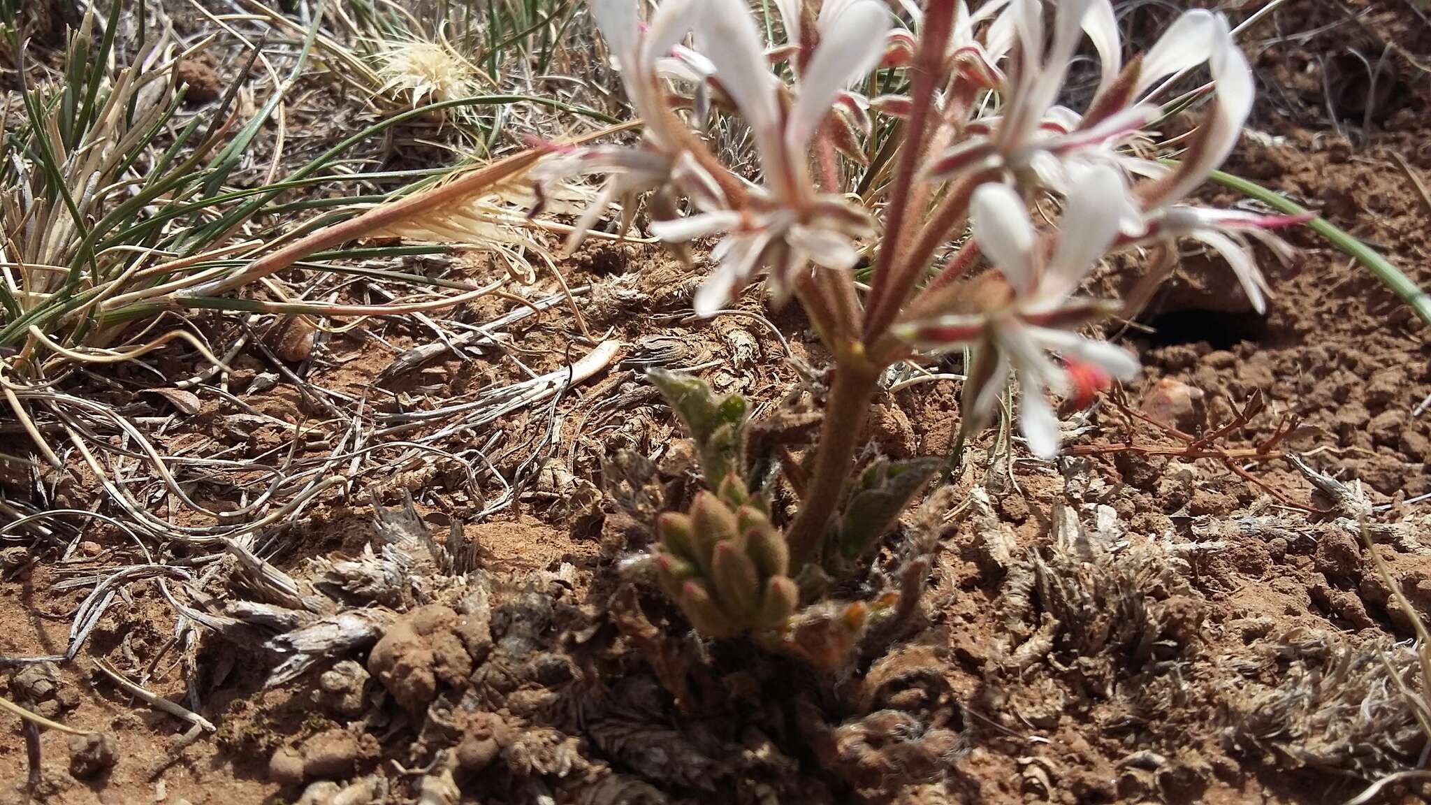 Image of Pelargonium campestre (Eckl. & Zeyh.) Steud.