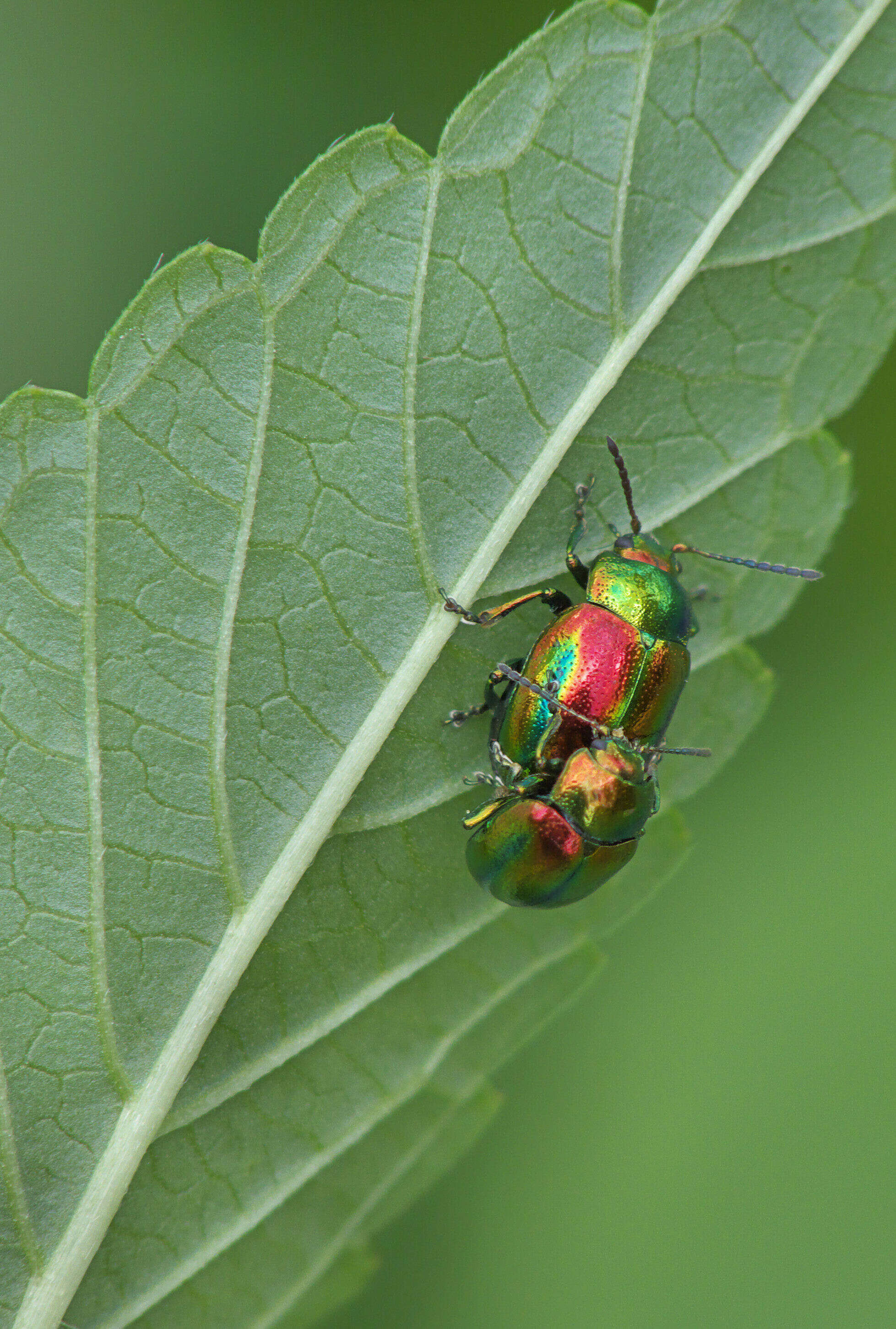 Image of Chrysolina fastuosa