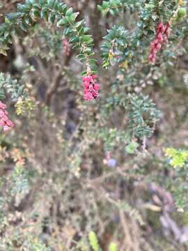 Image of Trochocarpa thymifolia (R. Br.) Sprengel