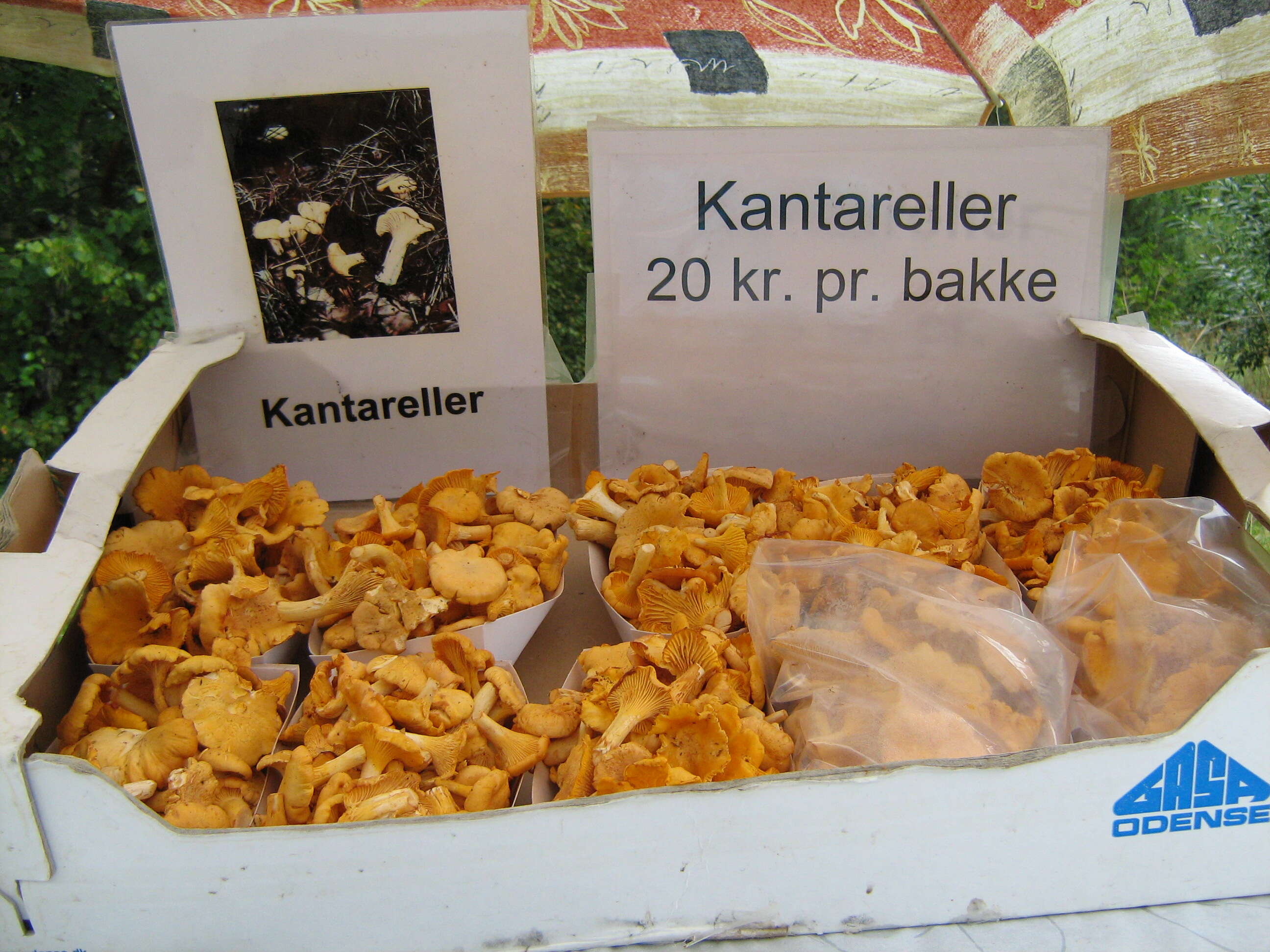 Image of Chanterelle