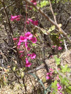 Слика од Penstemon parryi A. Gray