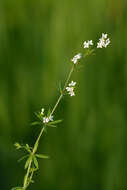 Image of Fen Bedstraw