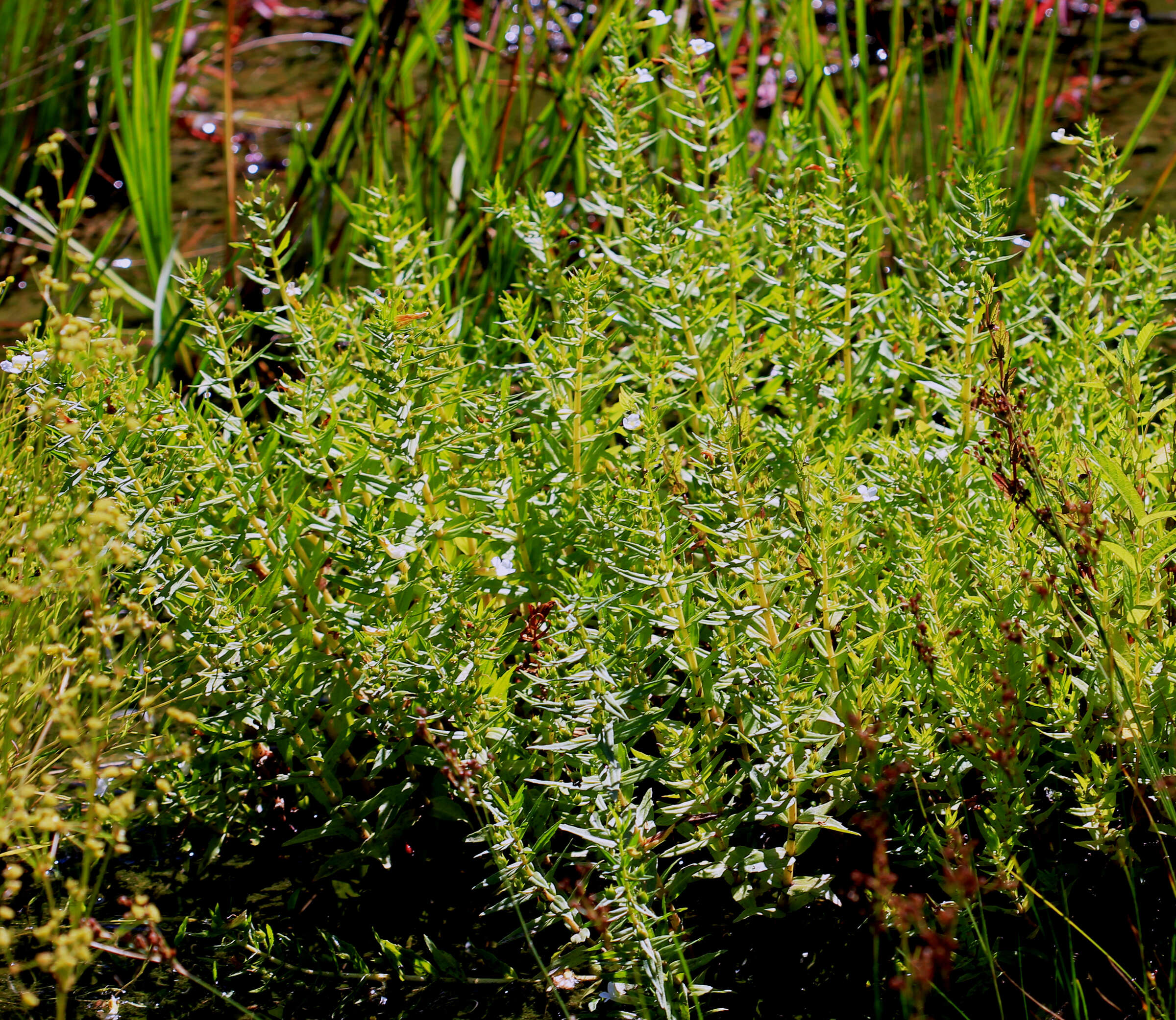 Image de Gratiole Officinale