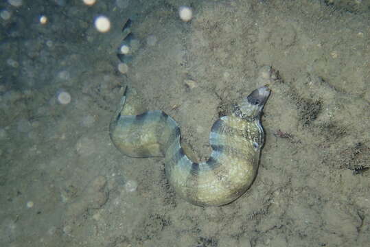 Image of Barred moray