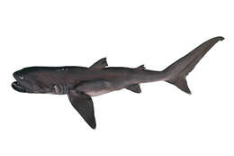 Image of megamouth sharks