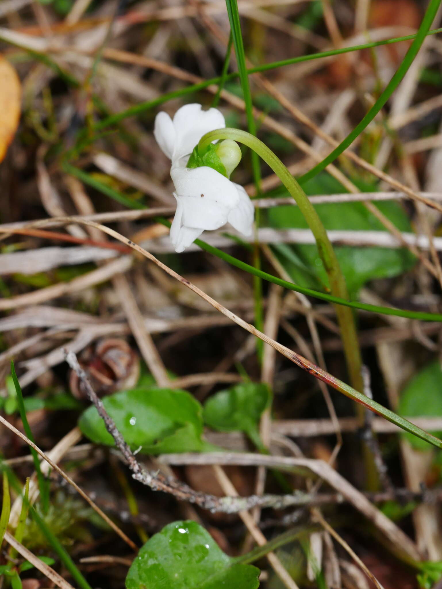 Image of Viola lyallii Hook. fil.