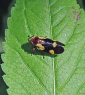 Image of Sphenorhina limbata (Lallemand 1927)