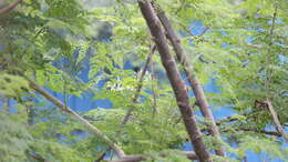 Image of horseradishtree