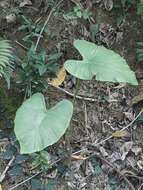 Alocasia odora (G. Lodd.) Spach resmi