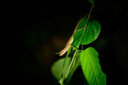 Image of Common Forest Anole