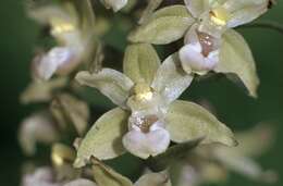 Imagem de Epipactis purpurata Sm.