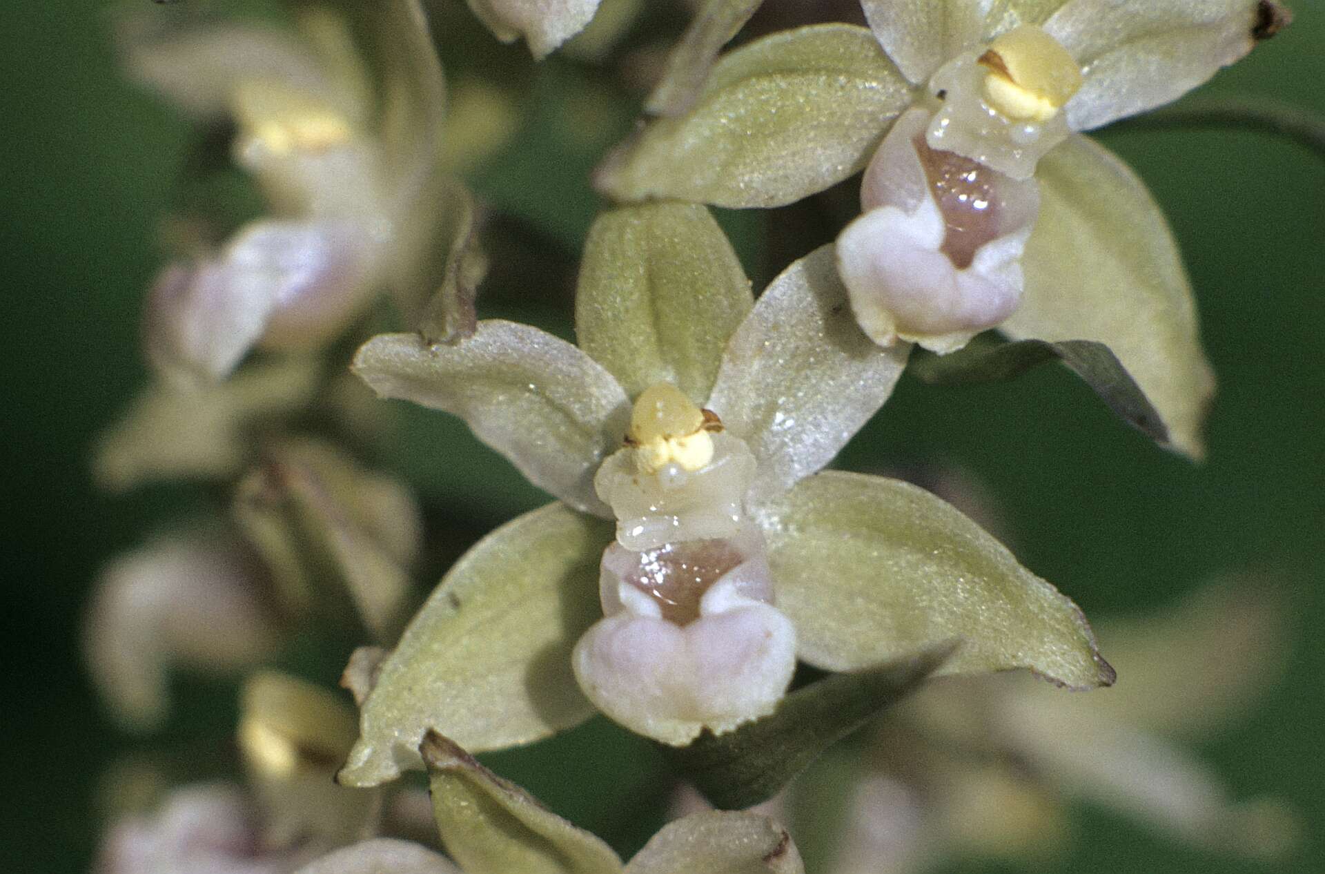 Imagem de Epipactis purpurata Sm.